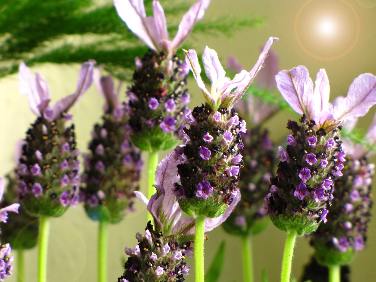 Best Plants for Water Conservation Gardening